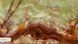Onyx Verde 2700&times;1700&times;20 мм(т) 7016 фото 1